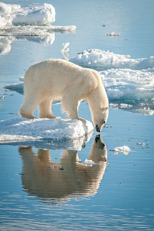 Polar bears on Greenland online puzzle