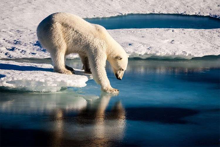Белые медведи в Гренландии пазл онлайн