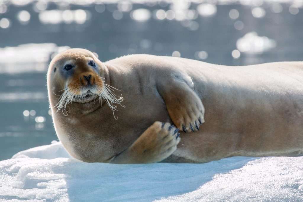 Брадат тюлен на брега на Гренландия онлайн пъзел