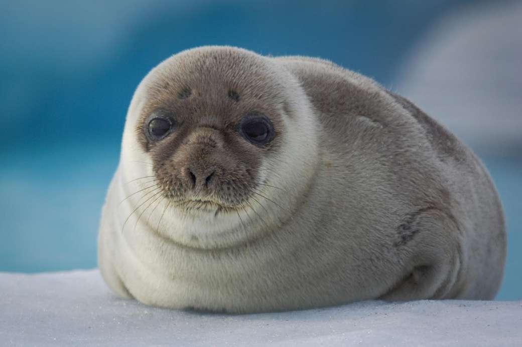 Cucciolo di foca sulla costa della Groenlandia puzzle online