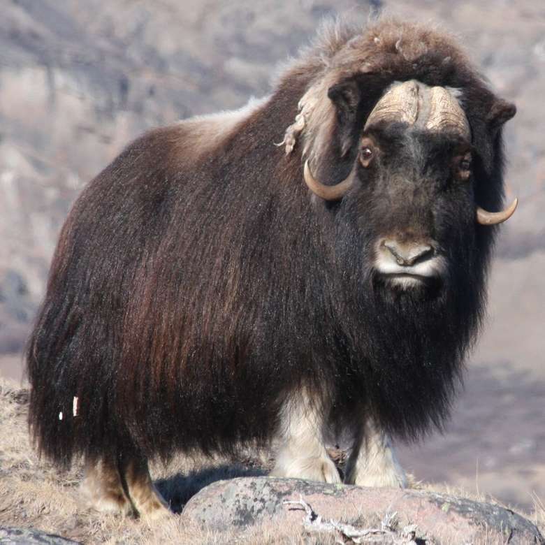 Мускусний бик в Гренландії онлайн пазл