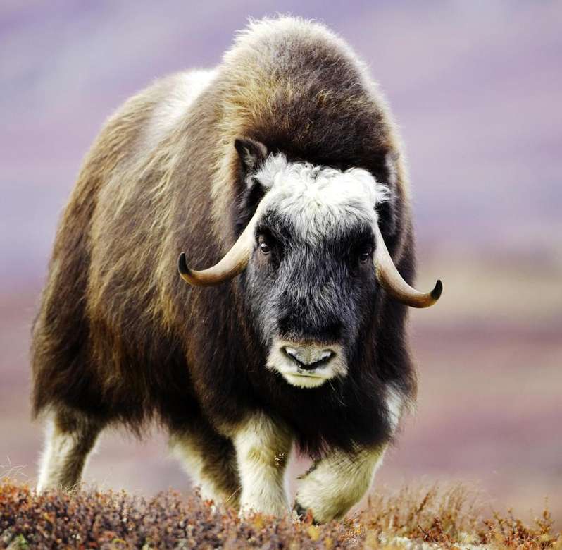 Musk ox on Greenland jigsaw puzzle online