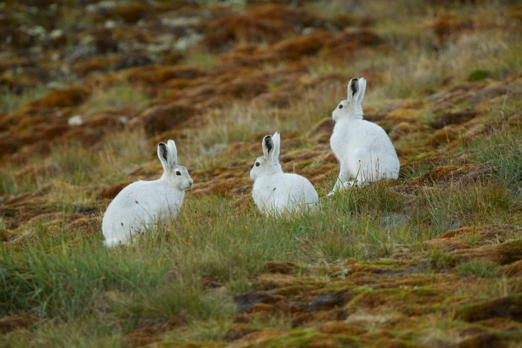 Білі кролики в Гренландії пазл онлайн