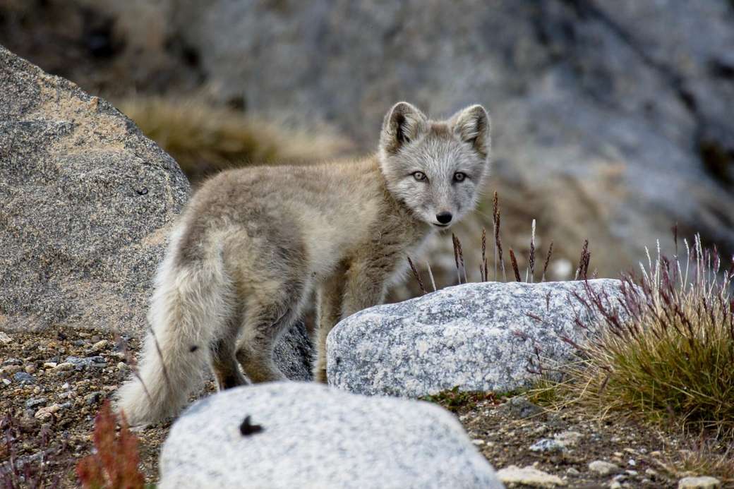 Αρκτική αλεπού στη Γροιλανδία online παζλ