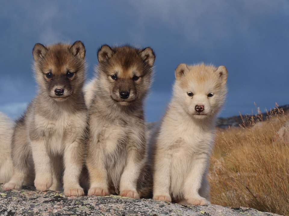Кученца с шейни в Гренландия онлайн пъзел