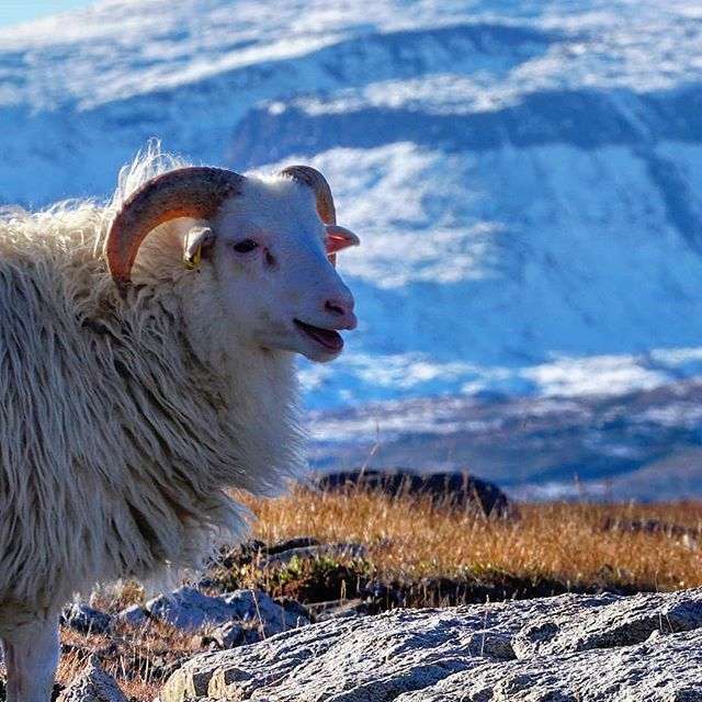 Schafe auf Grönland Puzzlespiel online