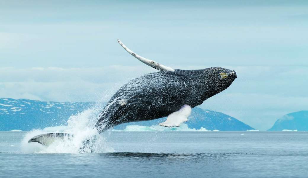 Wale vor Grönland's Küste Online-Puzzle