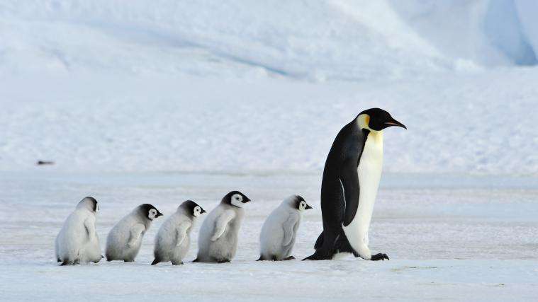 Семейство пингвини в Гренландия онлайн пъзел