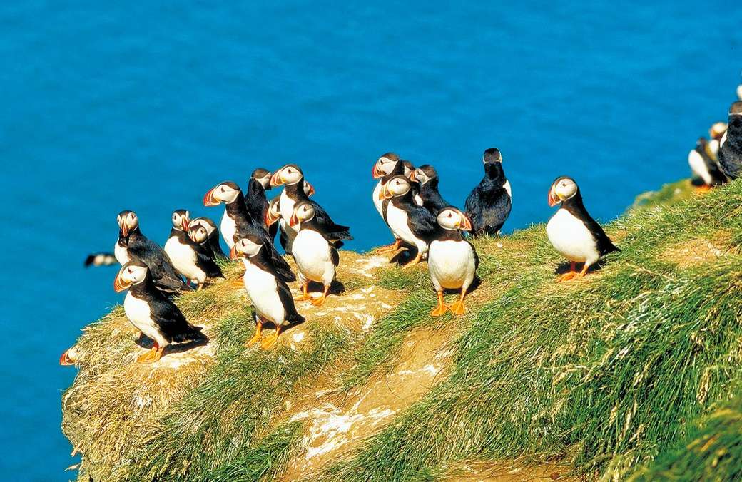 Puffins on the coast of Greenland online puzzle