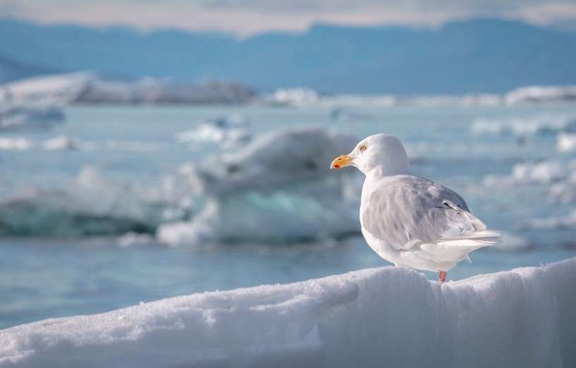 Seagull sur la côte du Groenland puzzle en ligne