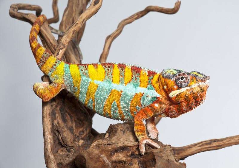 barevný chameleon online puzzle