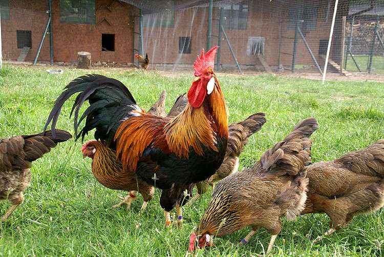 κόκορας, κοτόπουλα παζλ online