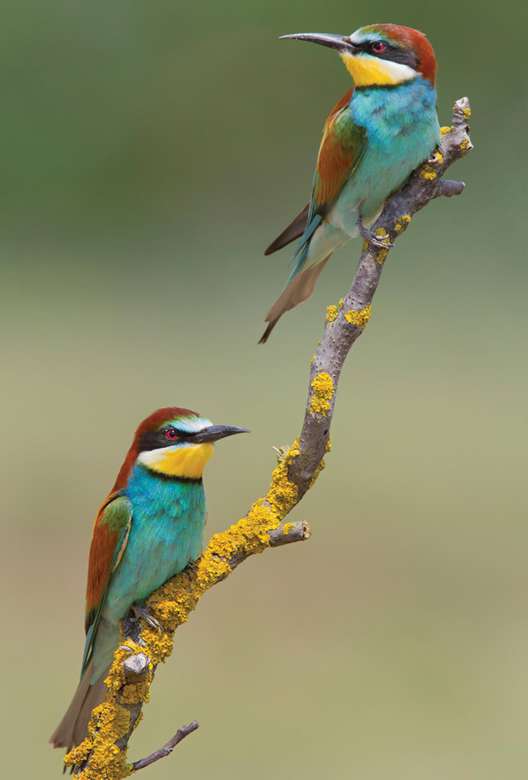 färgglada fåglar - biätare pussel på nätet
