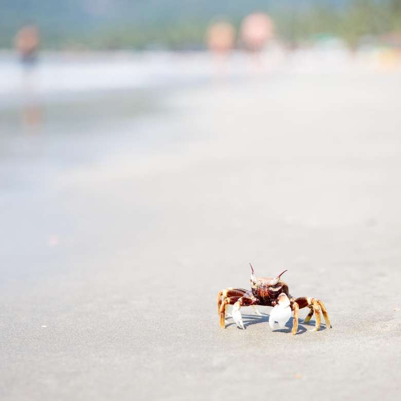 braune und graue Krabbe auf weißem Sand Puzzlespiel online