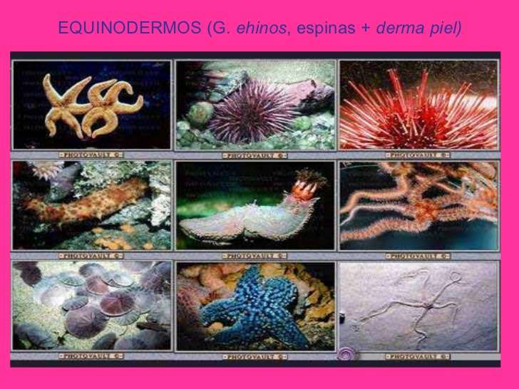 Echinoderms online puzzle
