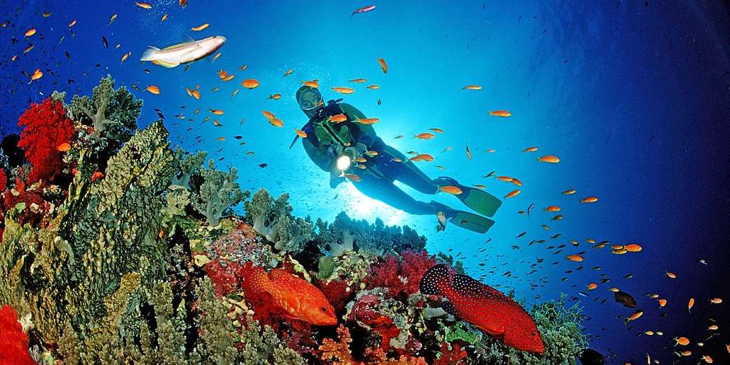 エジプトのサンゴ礁 ジグソーパズルオンライン