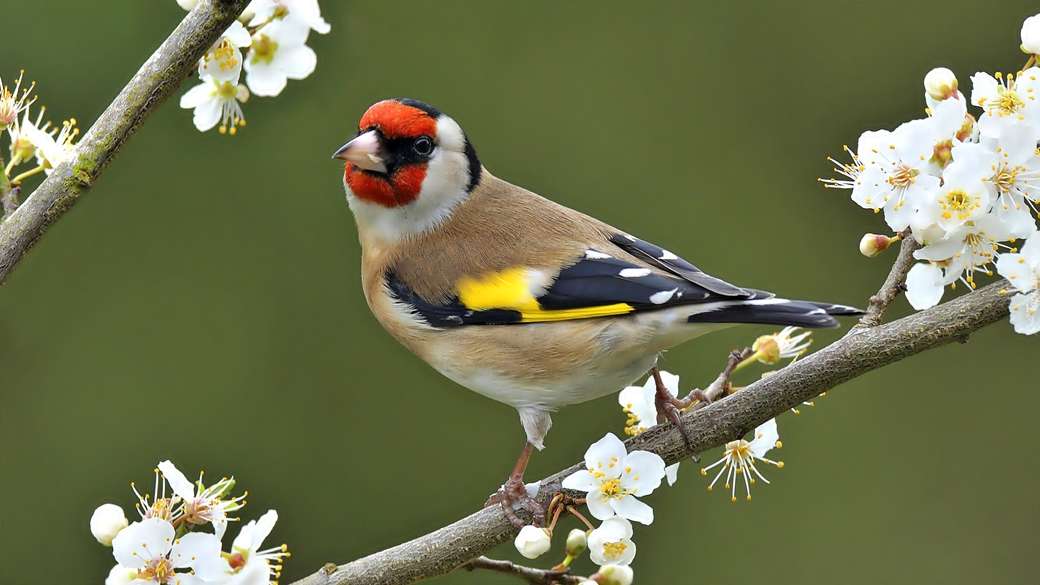 fågel på blommande kvistar Pussel online