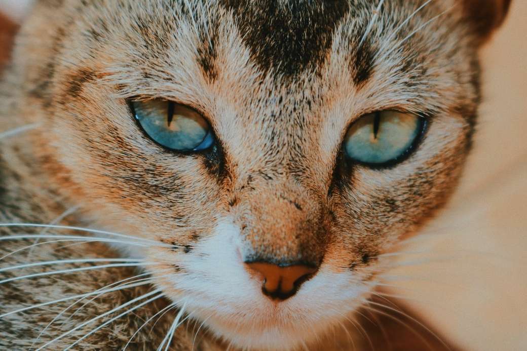 makrofotografering av kortbelagd brun katt pussel på nätet