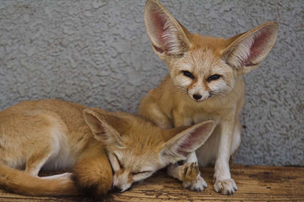 Desert fennec fox - relaterade hundar - riktigt pussel på nätet