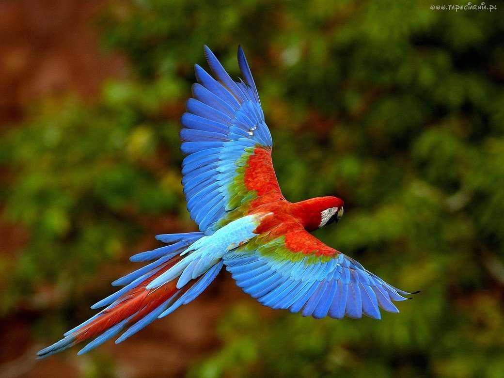 flygande papegoja - blå pussel på nätet