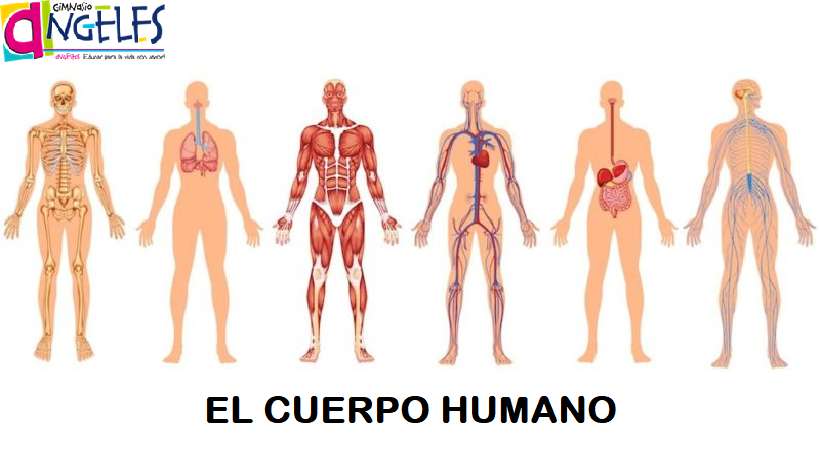 THE HUMAN BODY jigsaw puzzle online
