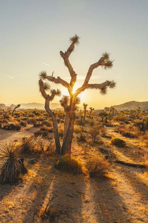 woestijn uitzicht online puzzel