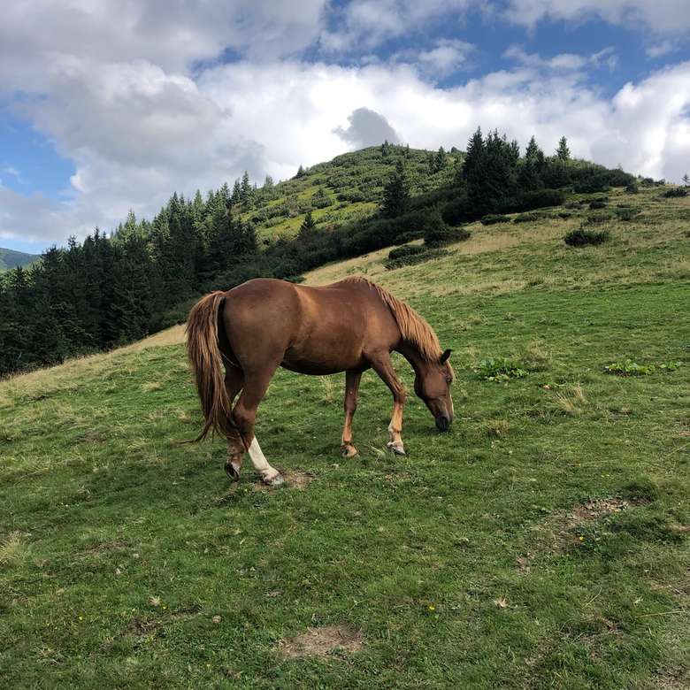 Horse in the mountains jigsaw puzzle online