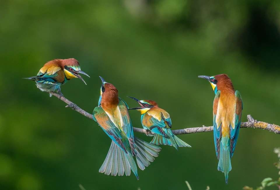 färgglada fåglar - biätare Pussel online