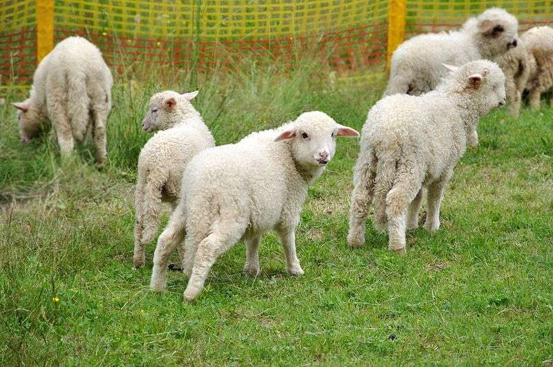 schapen online puzzel