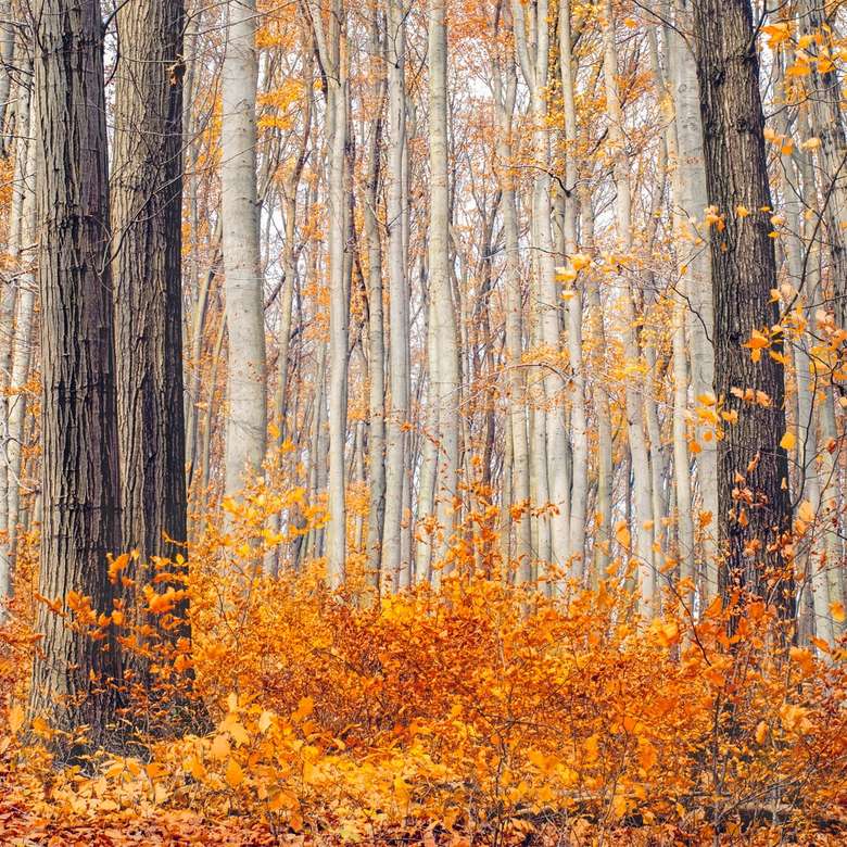 barna levelű fák nappal online puzzle