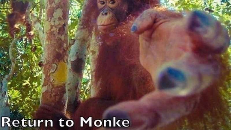 Affe kehrt zurück Puzzlespiel online