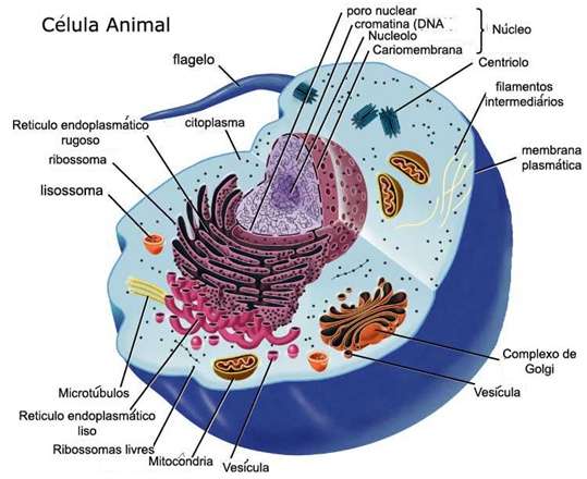 Органели тваринної клітини онлайн пазл
