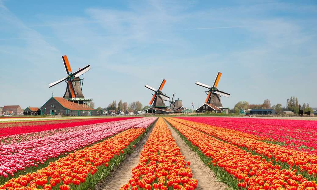 Mulini a vento e tulipani nei Paesi Bassi puzzle online