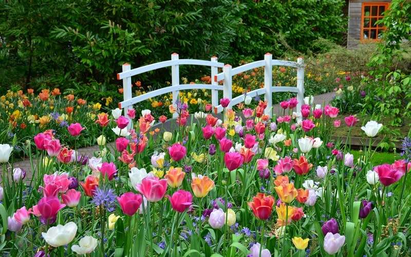 Amsterdamská tulipánová zahrada online puzzle