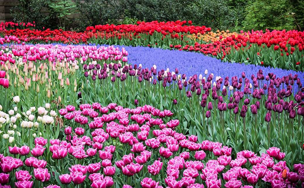 Paesaggio del giardino di Amsterdam Keukenhof puzzle online