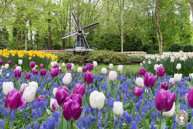 Амстердам Кёкенхоф садовый пейзаж онлайн-пазл