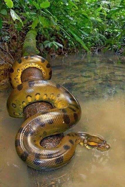 Anaconda (Anaconda) ... pussel på nätet