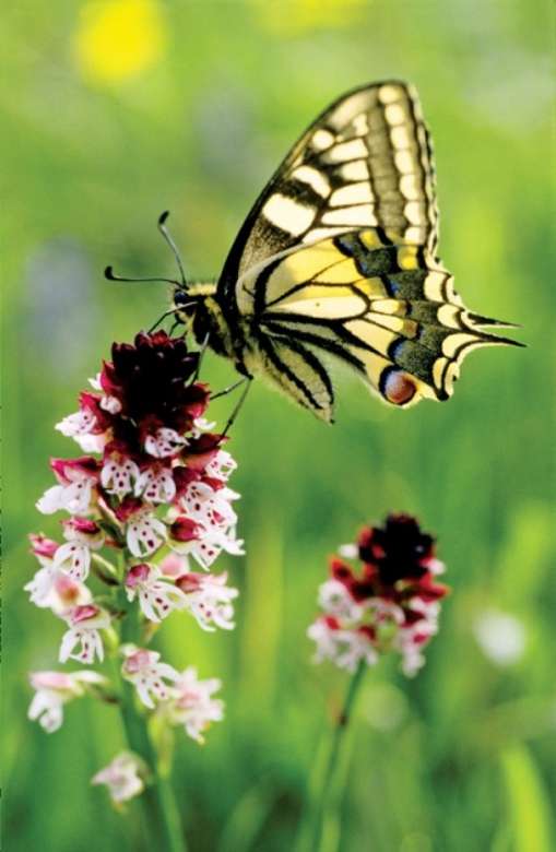 mariposa colorida en la flor rompecabezas en línea