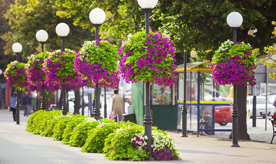 virágok díszítik az utcát kirakós online