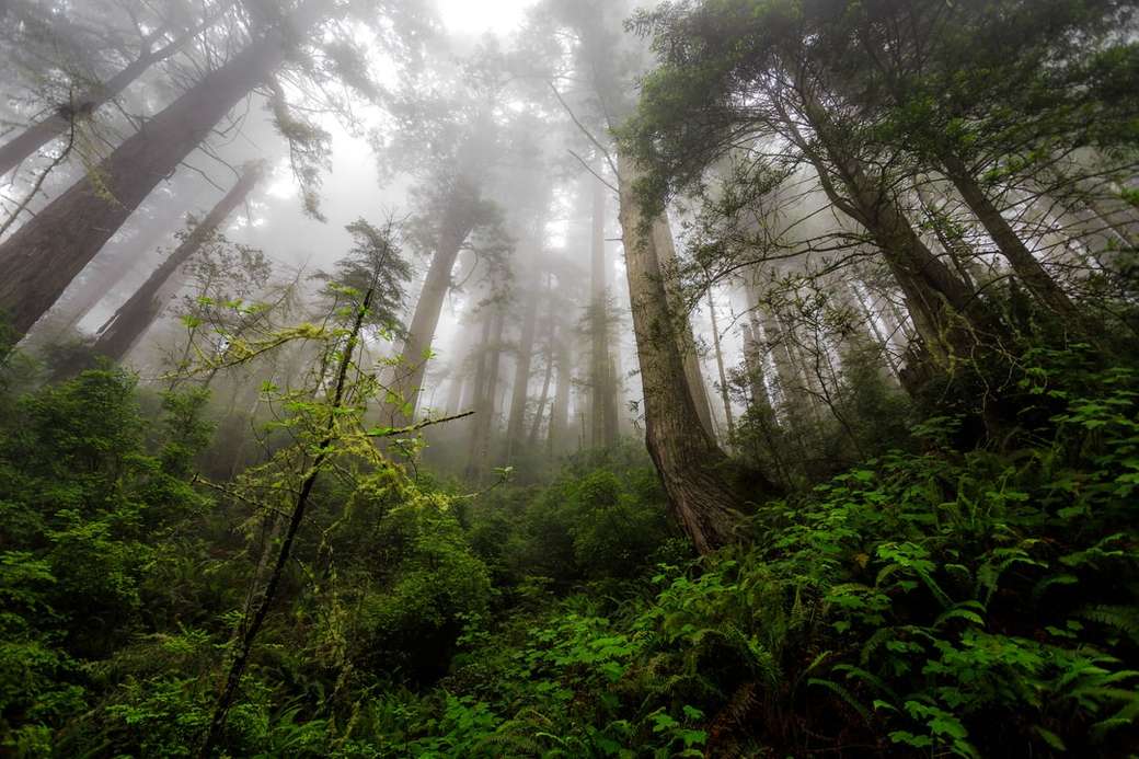 green plants and trees during foggy day online puzzle