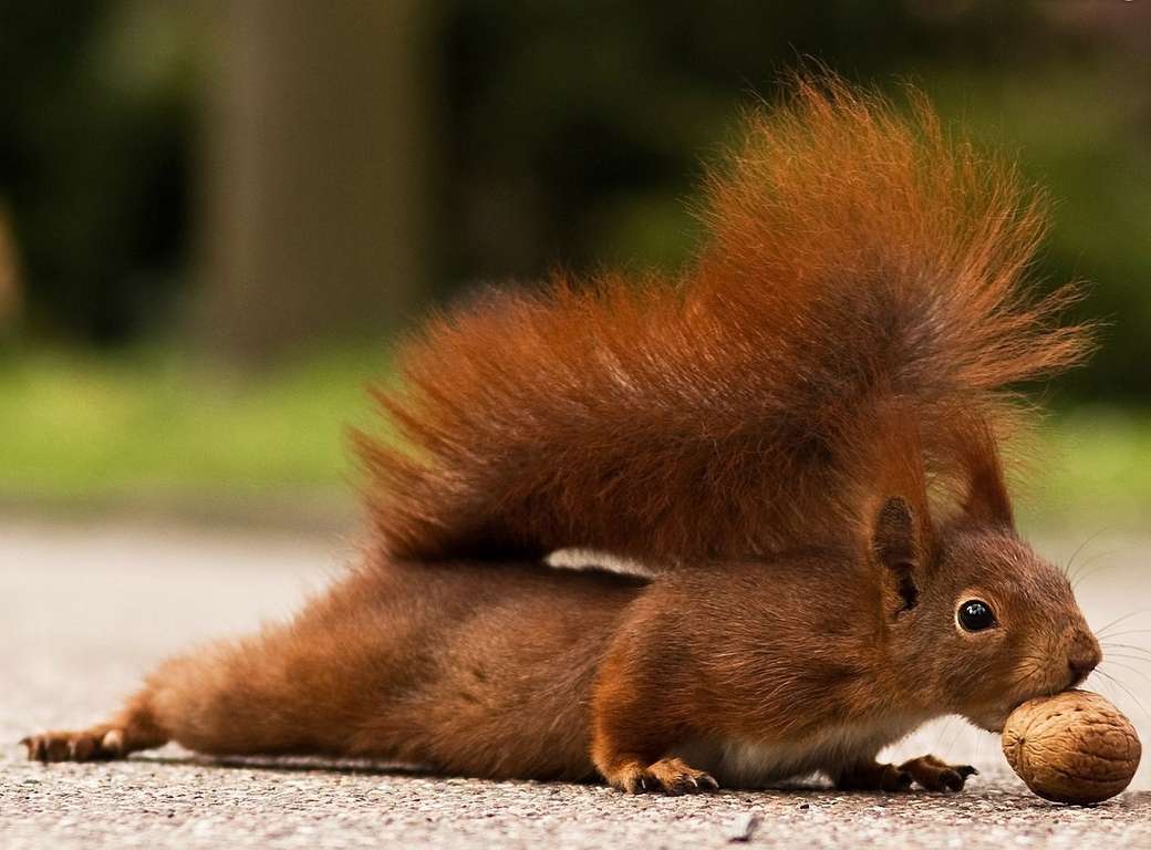 bella coda di scoiattolo puzzle online