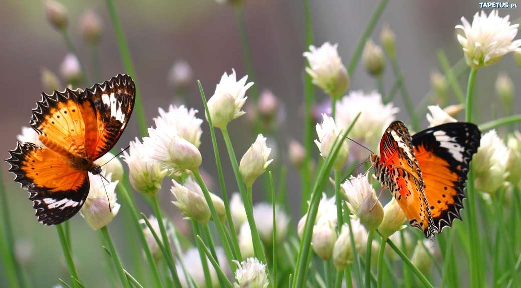 farfalle su fiori bianchi puzzle online