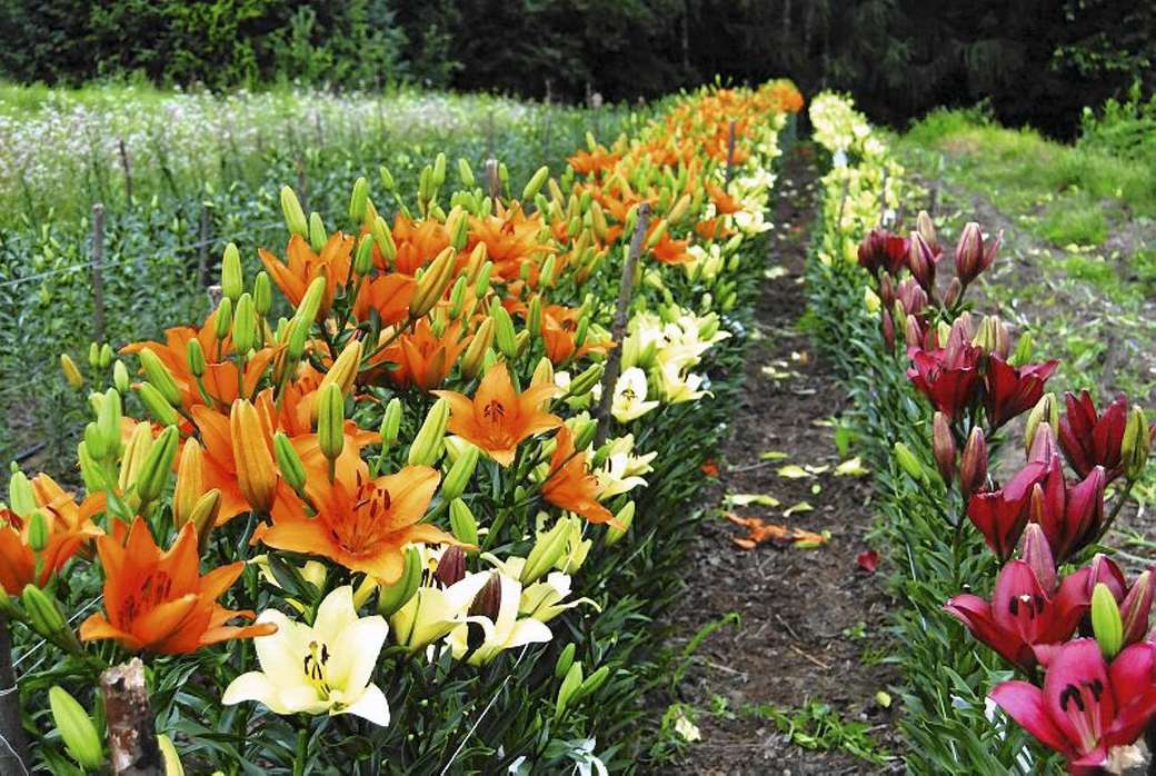 en trädgård full av liljor Pussel online