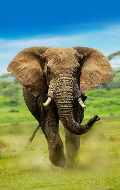 großer laufender Elefant Online-Puzzle