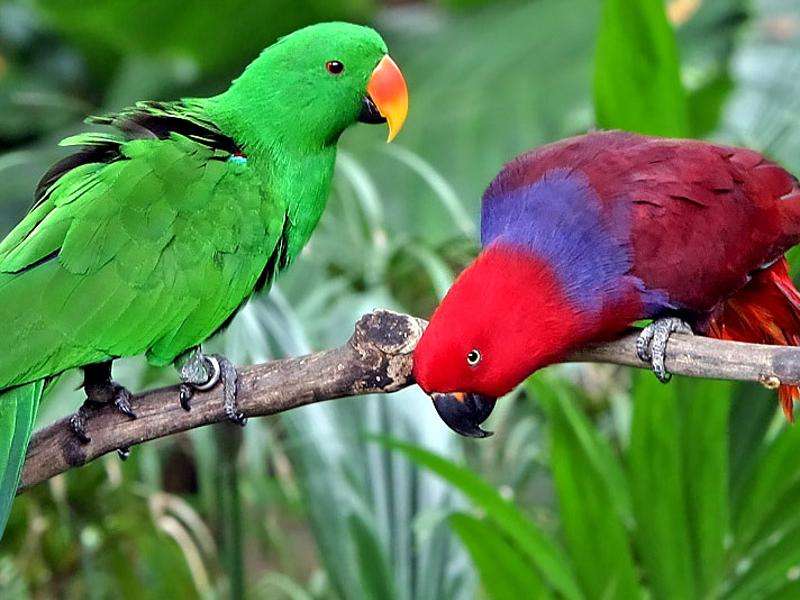 papegaaien .. legpuzzel online