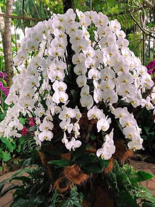 Белая орхидея пазл онлайн