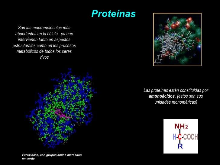 Macromolécula: Proteínas rompecabezas en línea