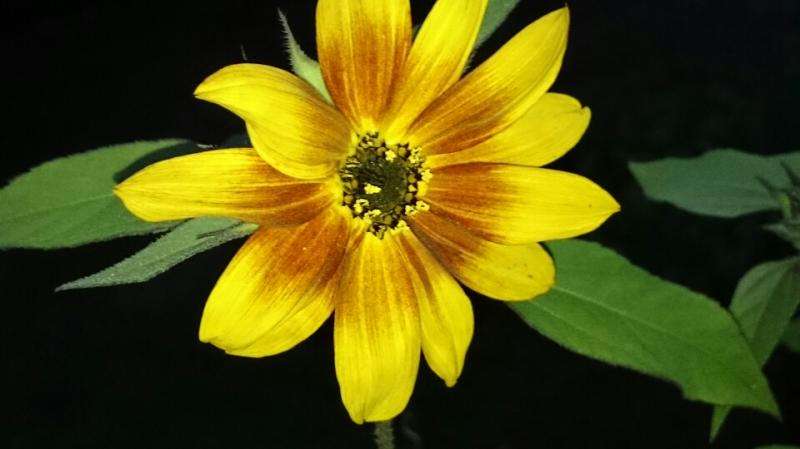πολύχρωμο λουλούδι online παζλ