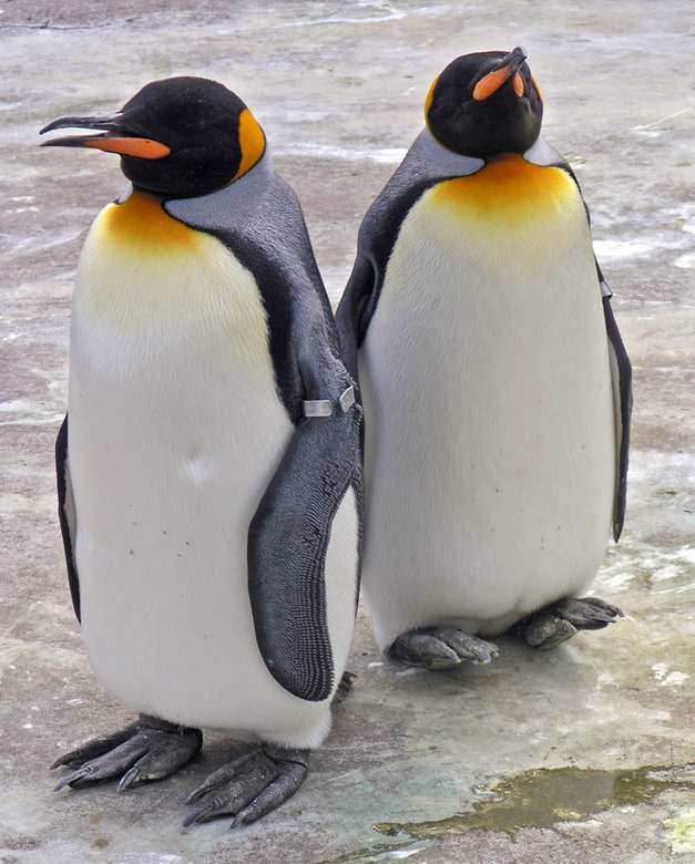 královští tučňáci online puzzle