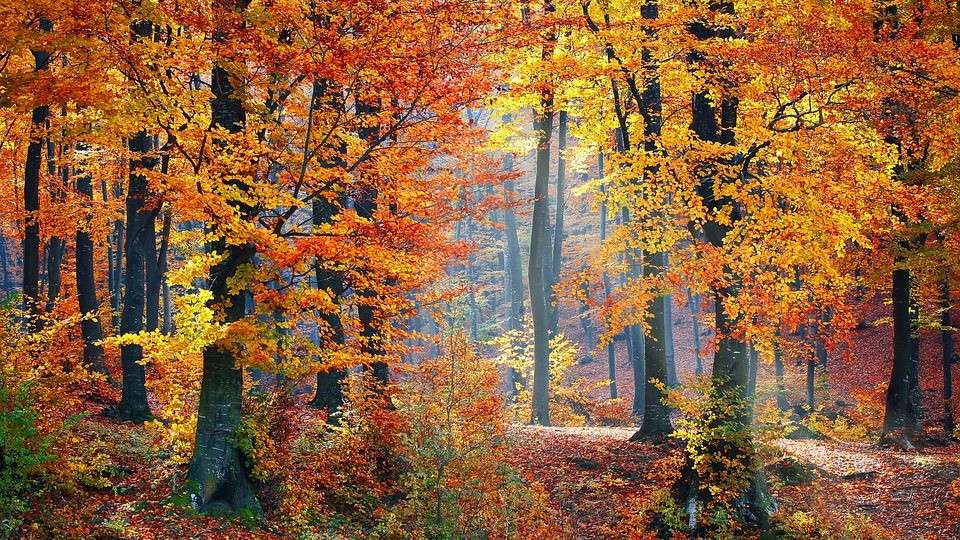 Entrada de otoño en el bosque rompecabezas en línea